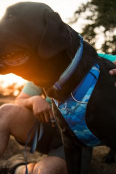 Ruffwear Front Range Halsband Blue Pool Gr. 36-51 cm